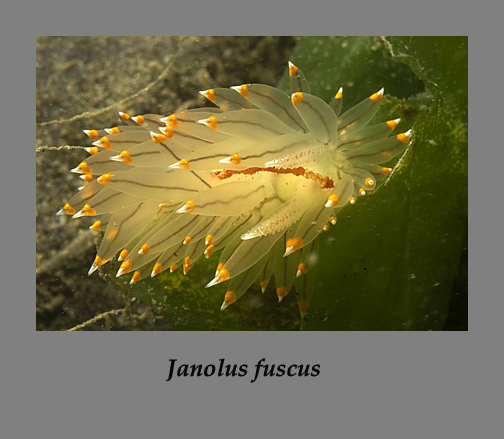 janolus fuscus